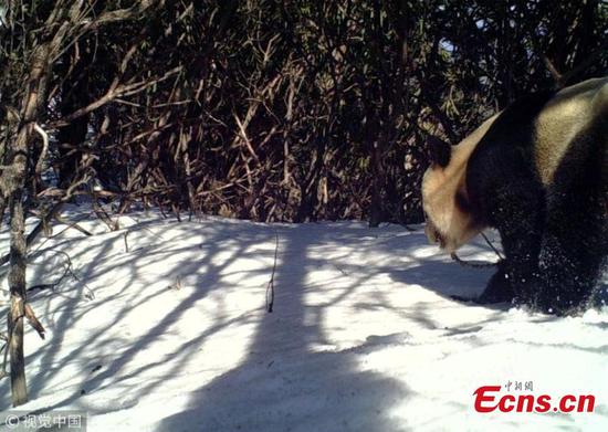 Wild giant panda in SW China nature reserve