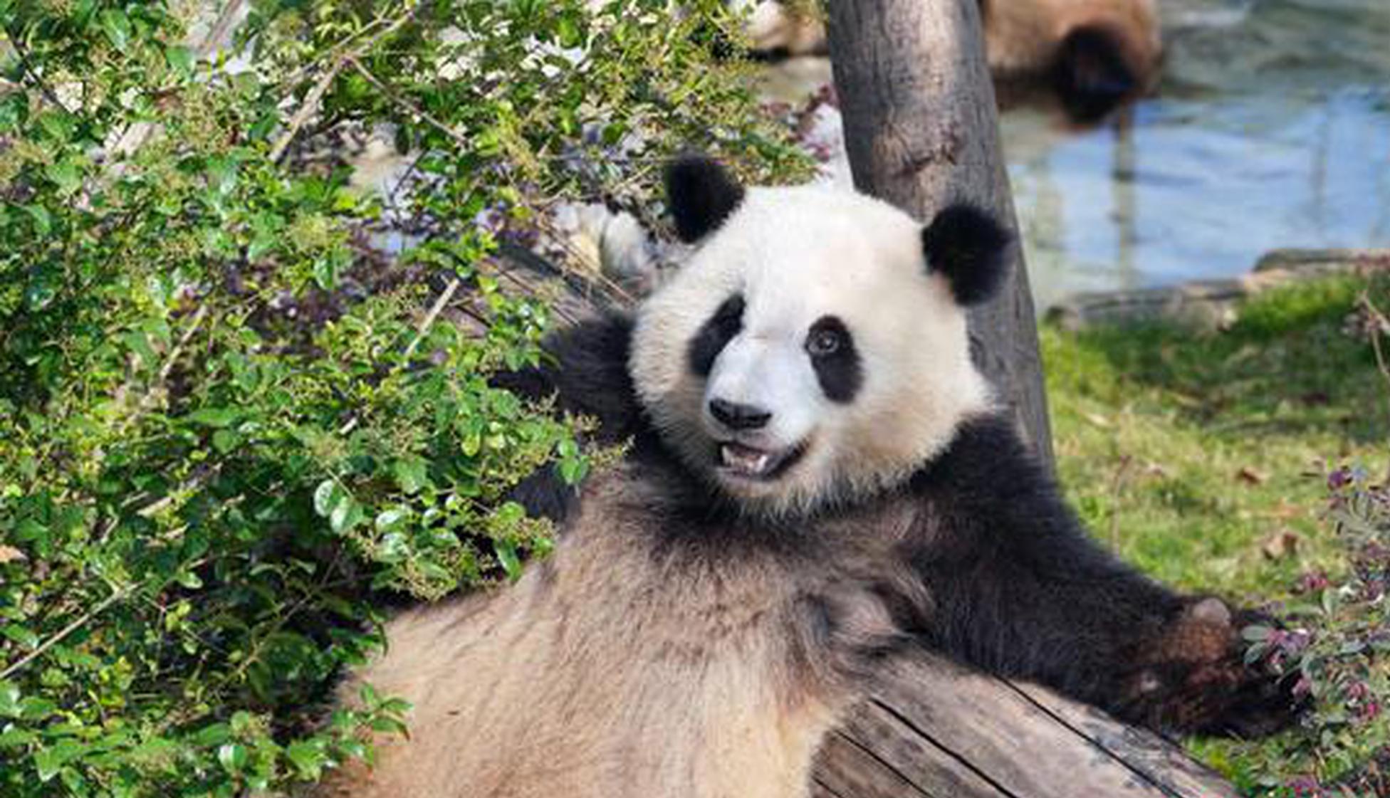 Chengdu to host historic first torch relay for 12th World Games in showcase of cultural heritage