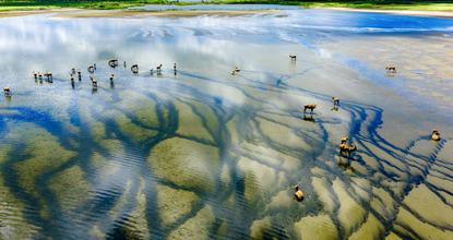 Exploring picturesque summer scenery at Tiaozini Wetland in Jiangsu's Dongtai
